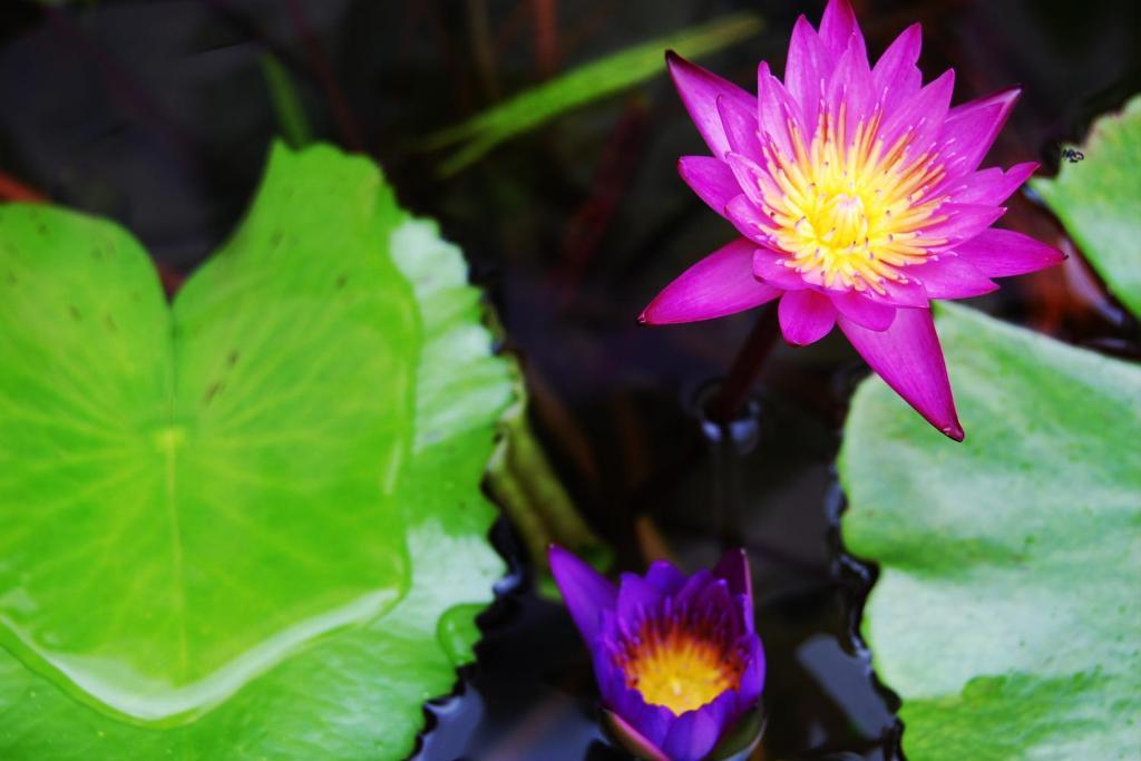 Vareevara Apartment バンコク都 部屋 写真
